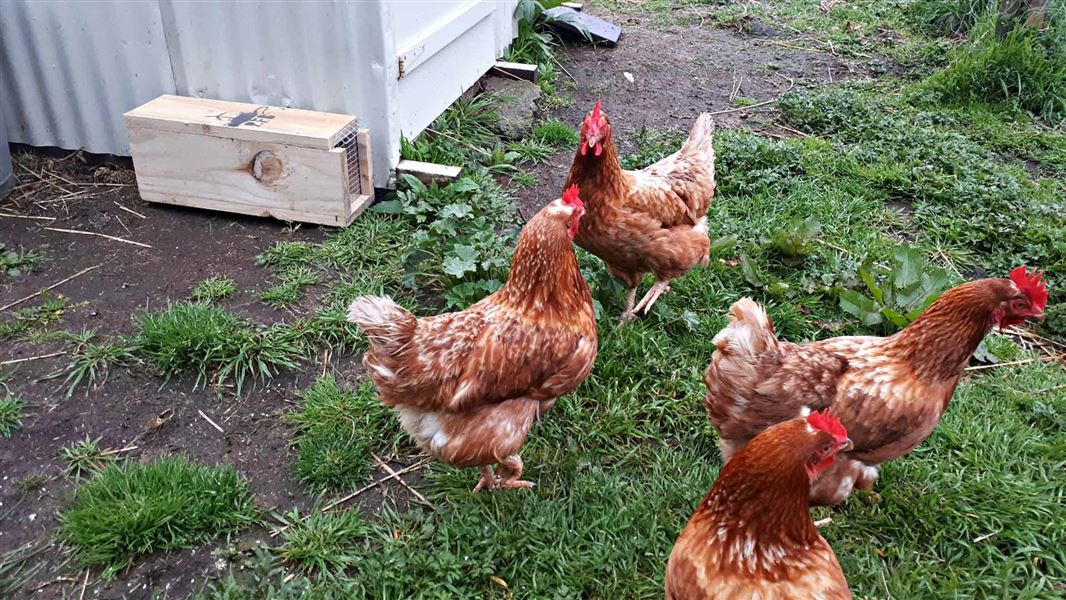 Trap set in chicken coop. 