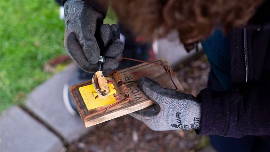  Predator free trapping person holding trap. 