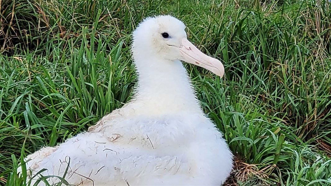 Close up of Royal albatross. 