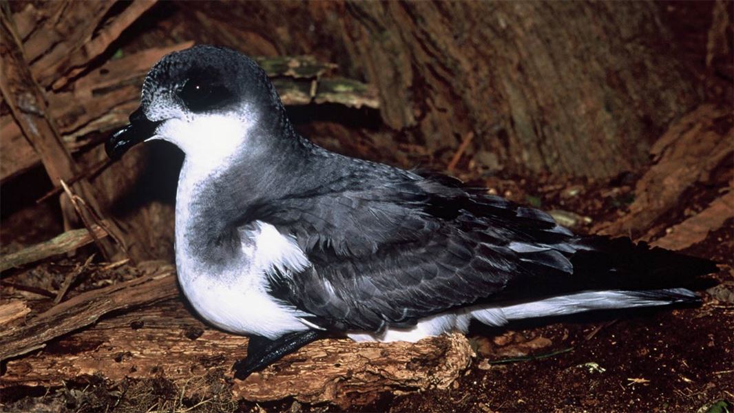 Chatham petrel. 