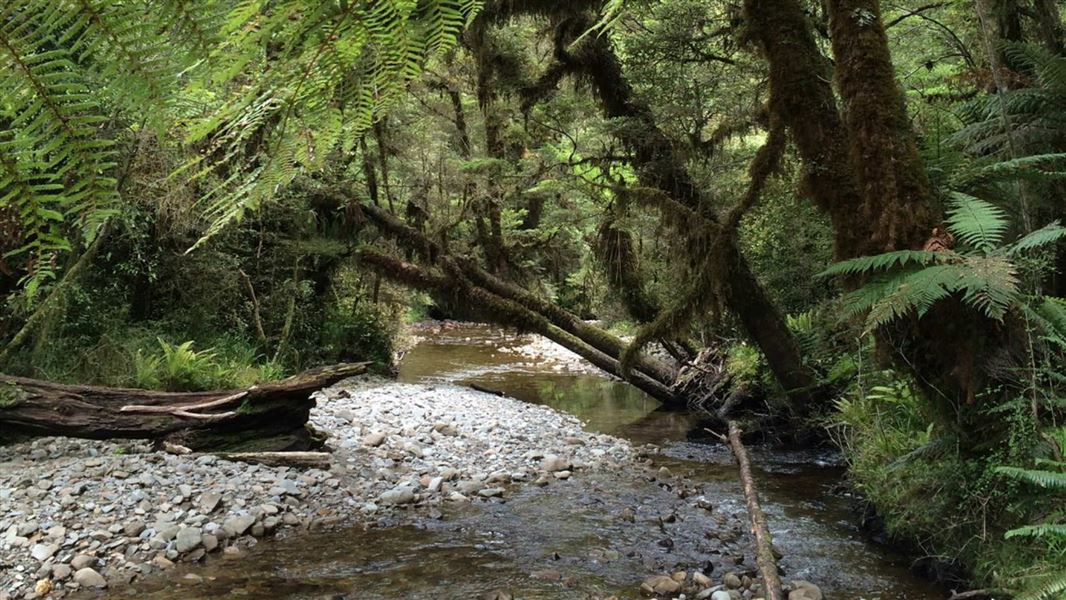 Small stream near Jackson Bay, south Westland.