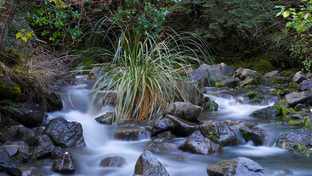 Glentui Loop Track Walking and tramping in Mount Thomas Forest Conservation Area, Canterbury region