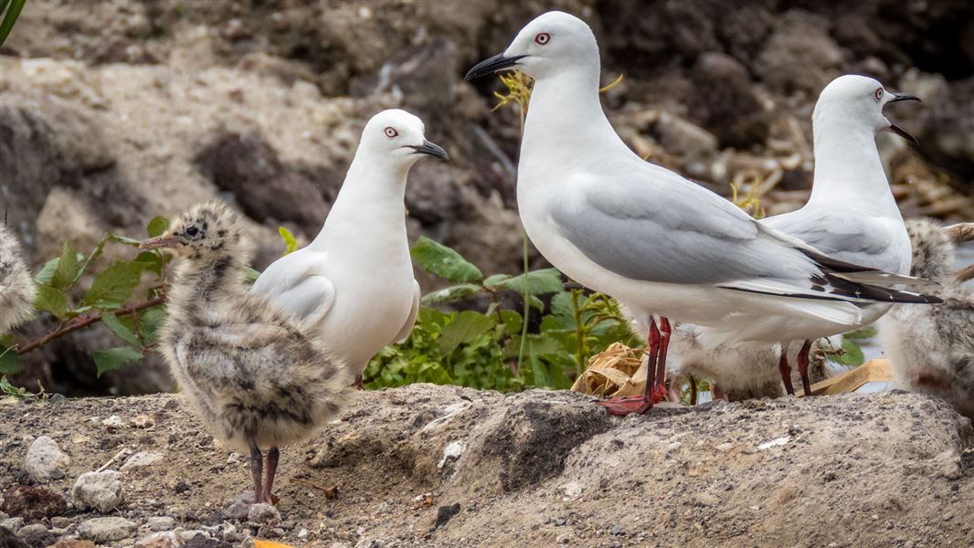 Three black-billed gull's and one chick standing on rocks.