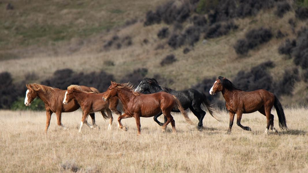 Group of Kaimanawa horses running. 