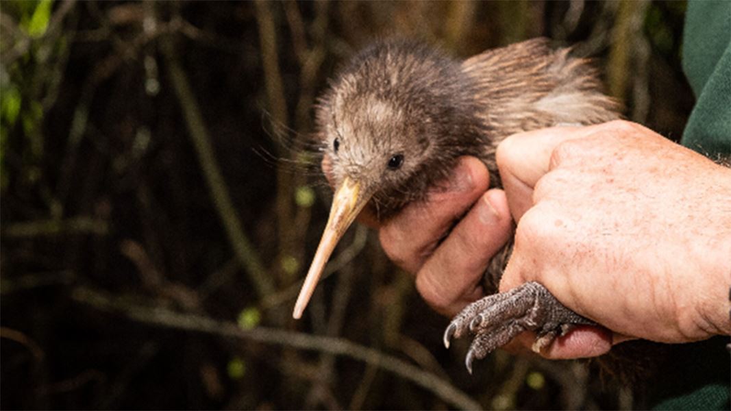 A small kiwi held by a DOC ranger