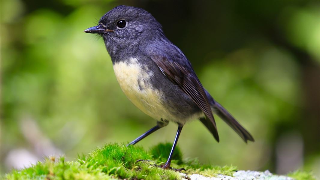 A close up of a small grey robin with a cream chest standing on vibrant green moss.