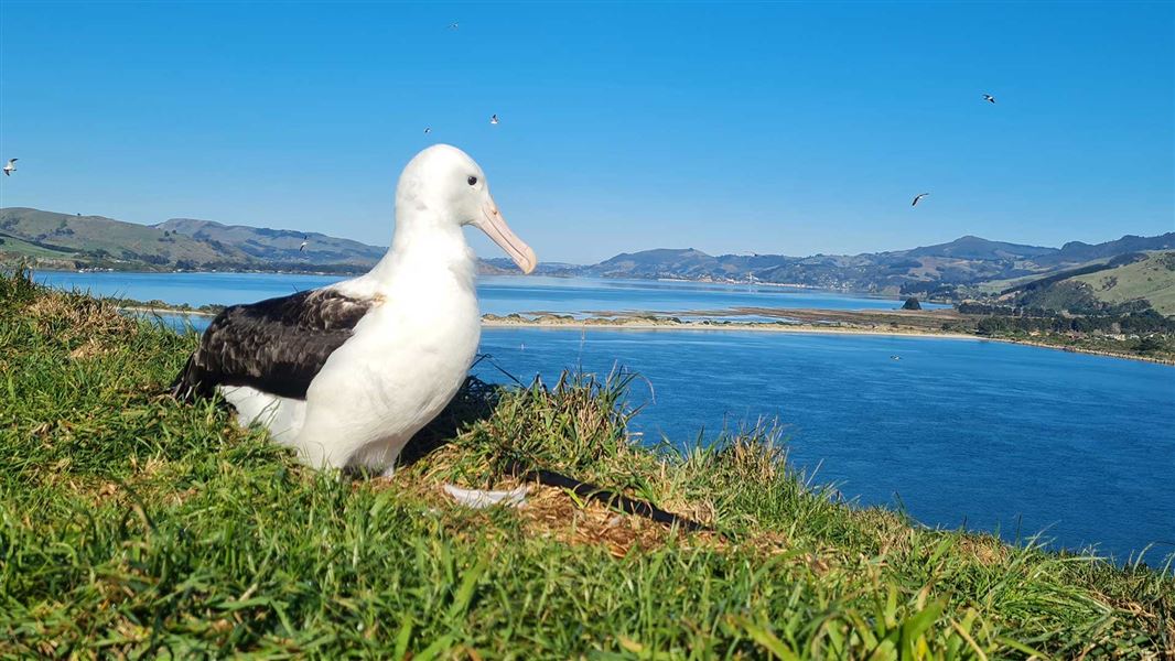 Albatross on land. 