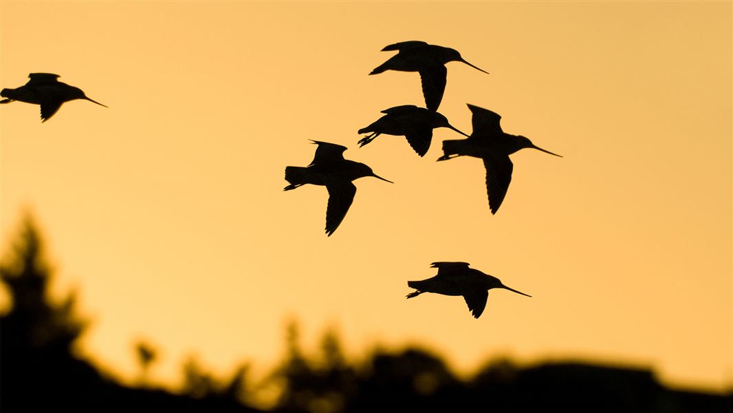 Silhouettes of small birds against a sunset