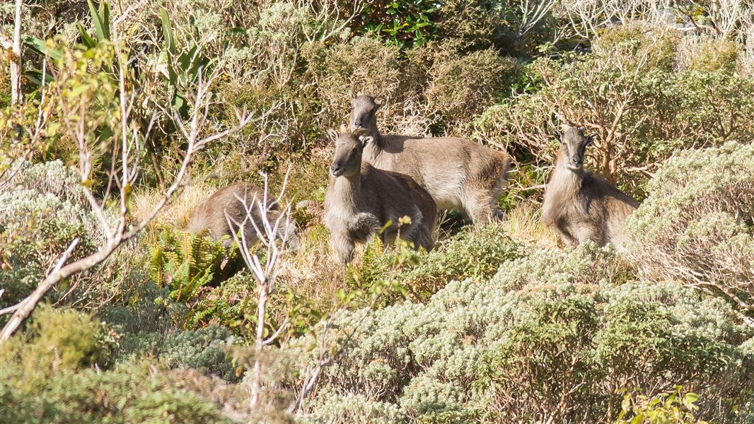 Tahr in vegetation.