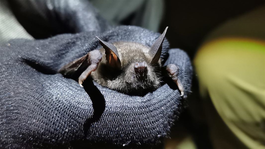 Short-tailed bat being held in gloved hands.