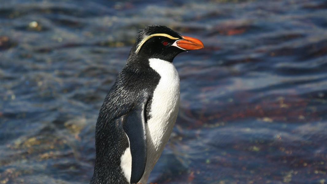 Snares penguins. 