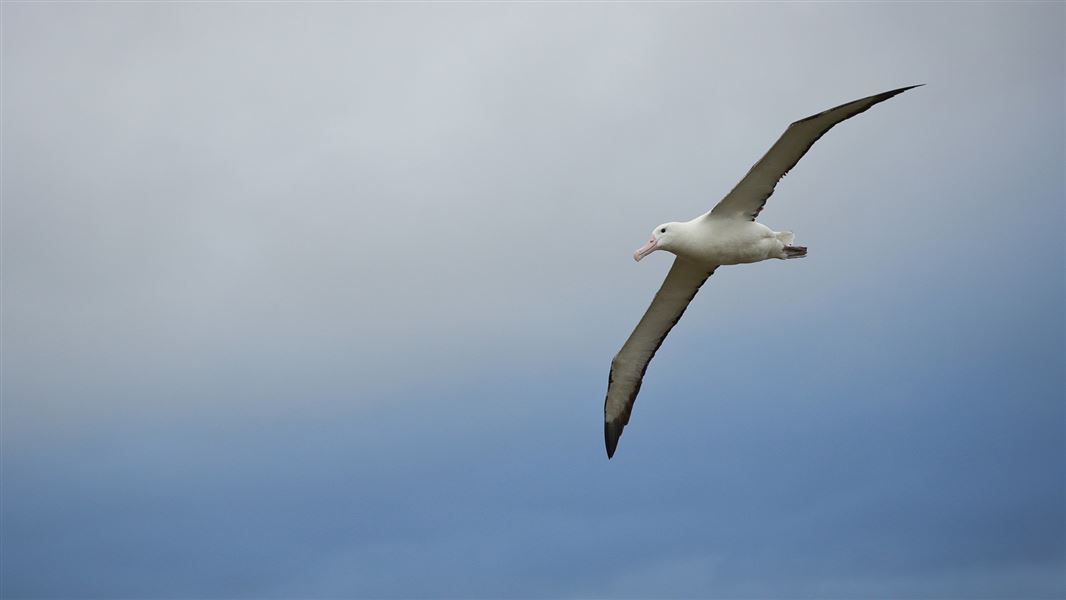 An albatross flys through a grey blue sky.