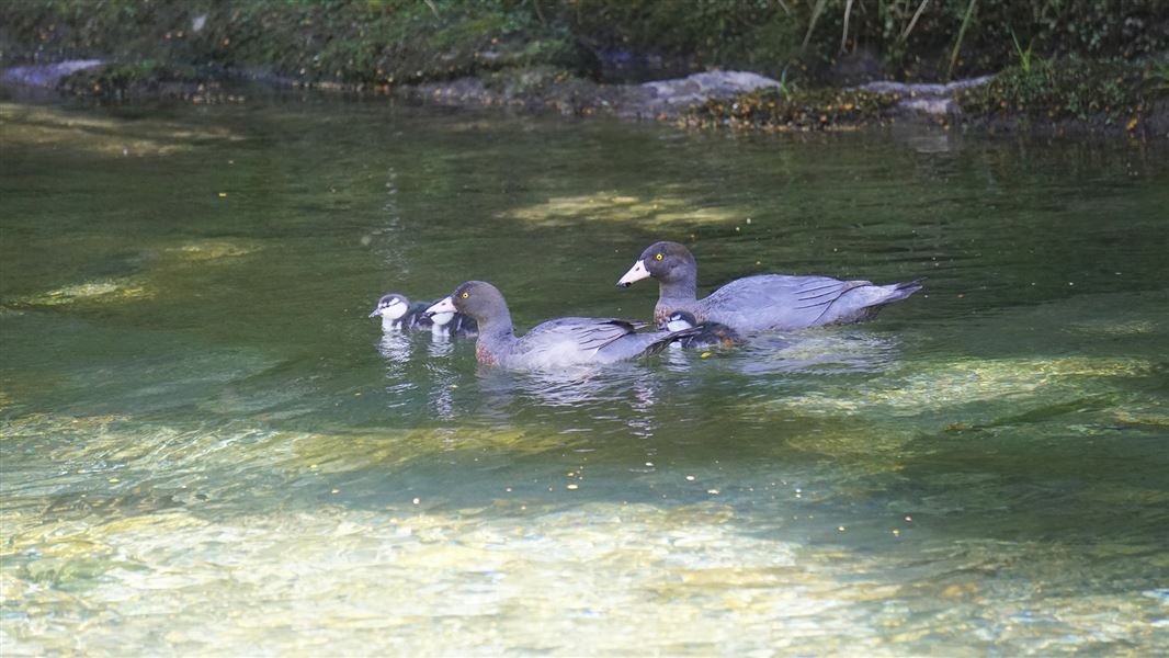 Two adult whio ducks with two duckling in the shade of the trees on the Wangapeka River.