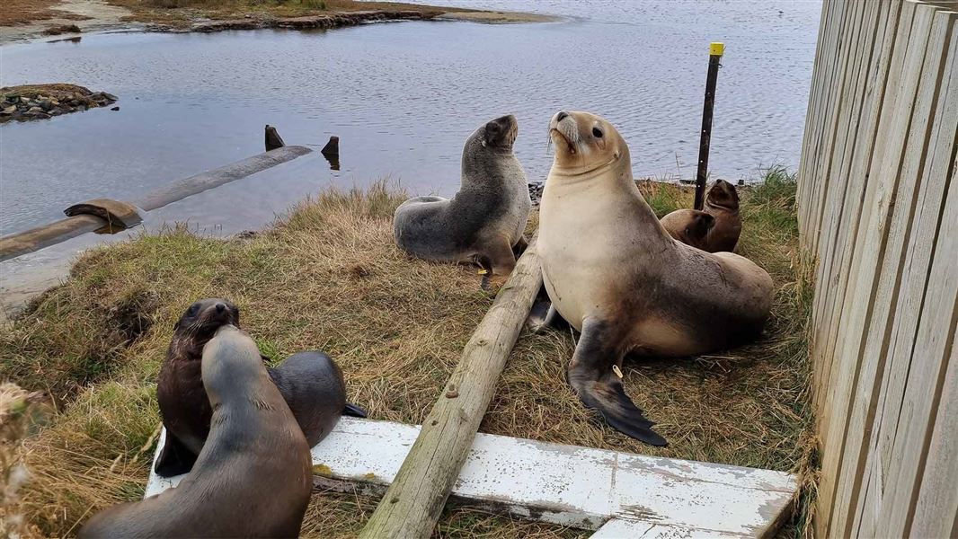 Sea lions and pups at Hoopers Inlet