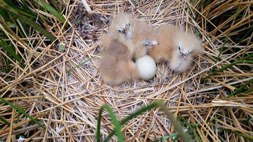 Bittern chicks in nest