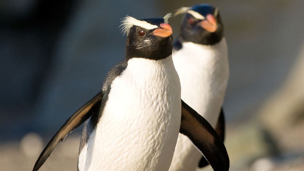 Fiordland crested penguins. 