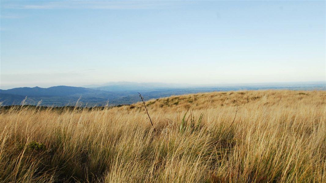 View on Rangiwahia Hut Track.