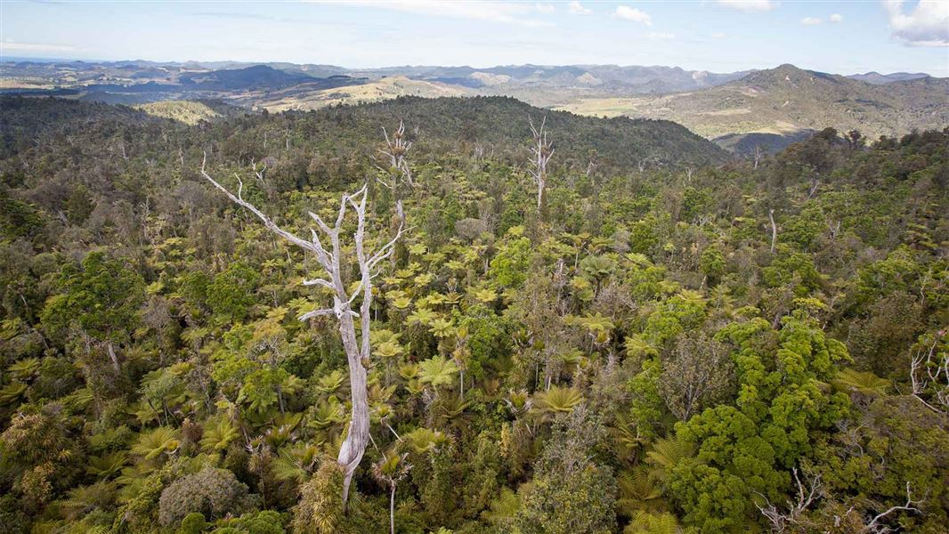 A stripped tree juts through the forest cover