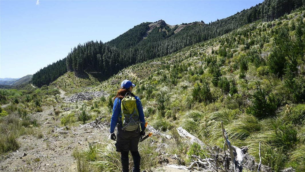 A person in front of a patch of wilding conifers.