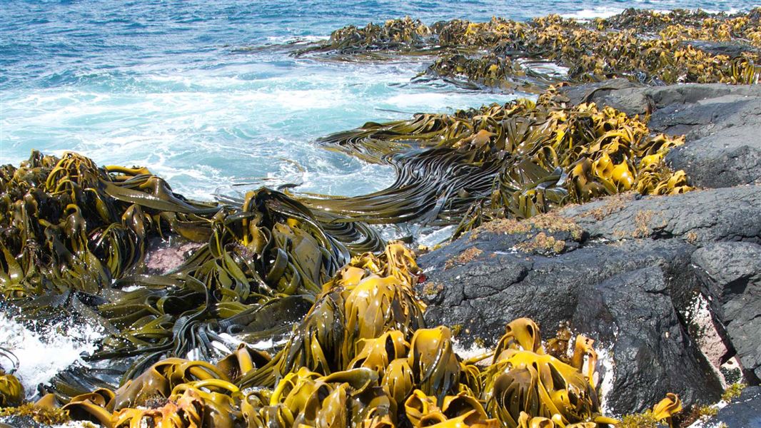 Kelp, Enderby Island. 