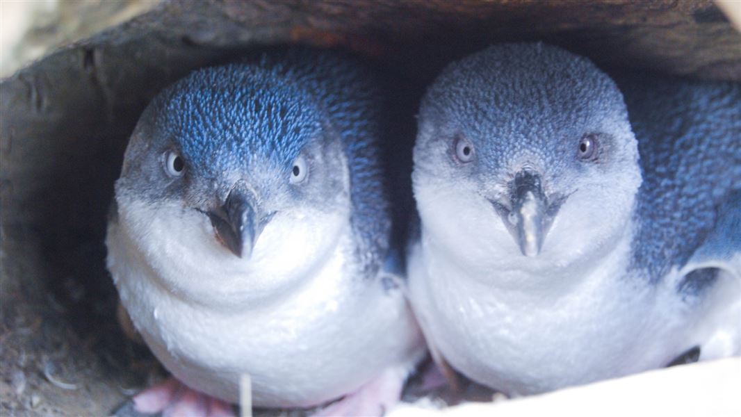 Close up of two little penguins together in an alcove