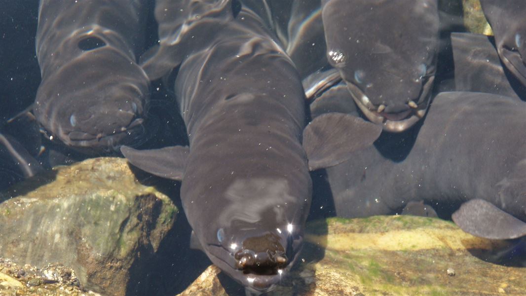 A group of longfin eels.