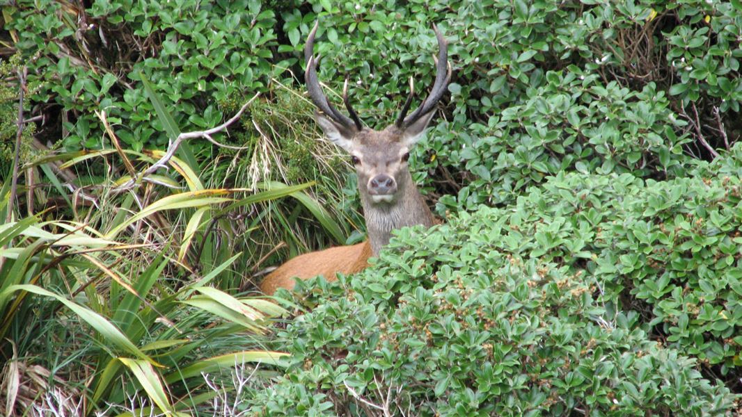 Stag in the Wairarapa.