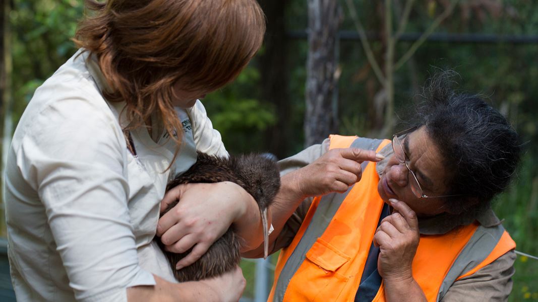 National Kiwi Trust staff with kiwi. 