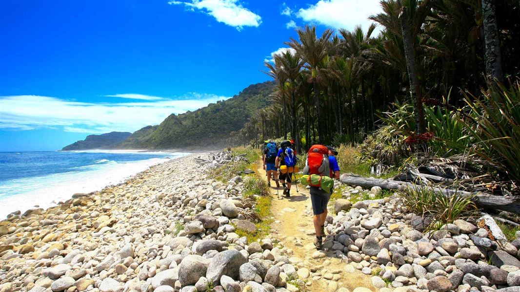 Trampers walking along track next to beach with Nikau palms. 