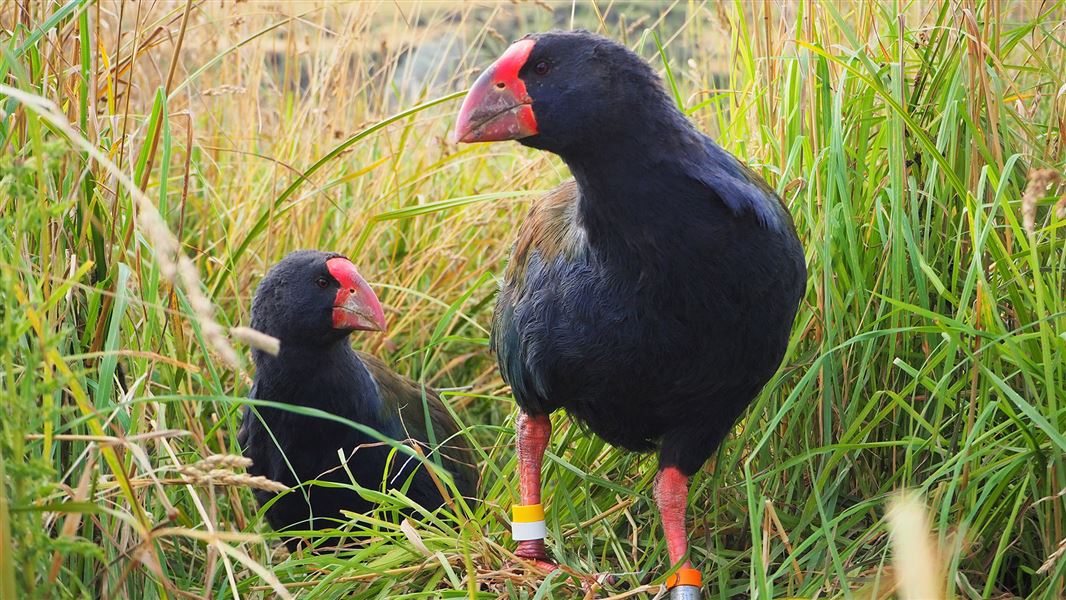 Two Takahē in grass.