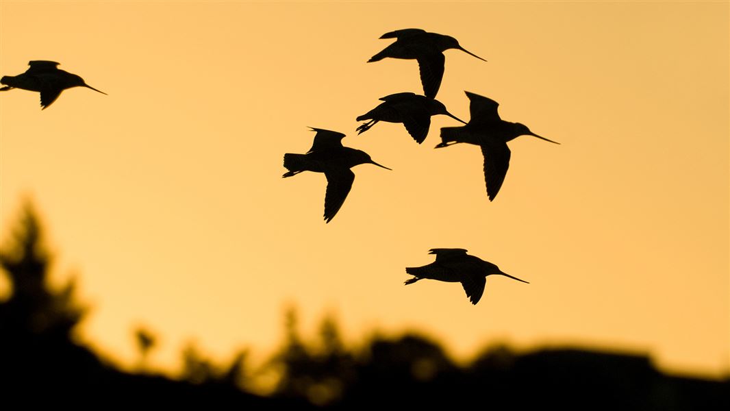 Silhouettes of birds flying at sunset