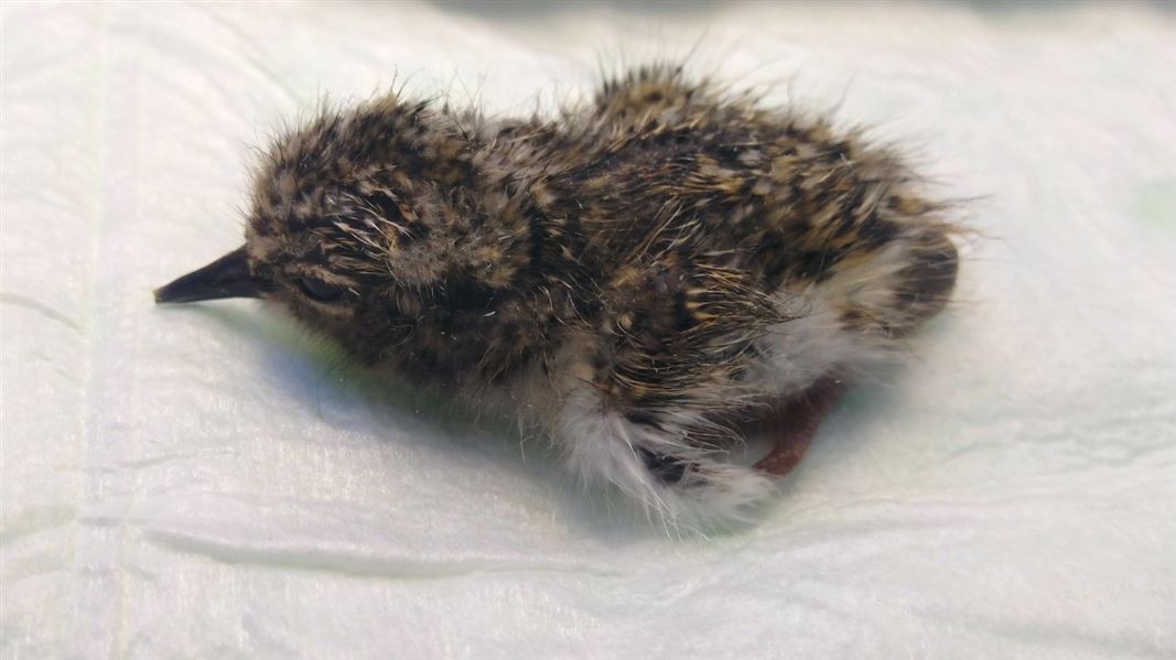 A close up of a chick on a white blanket.