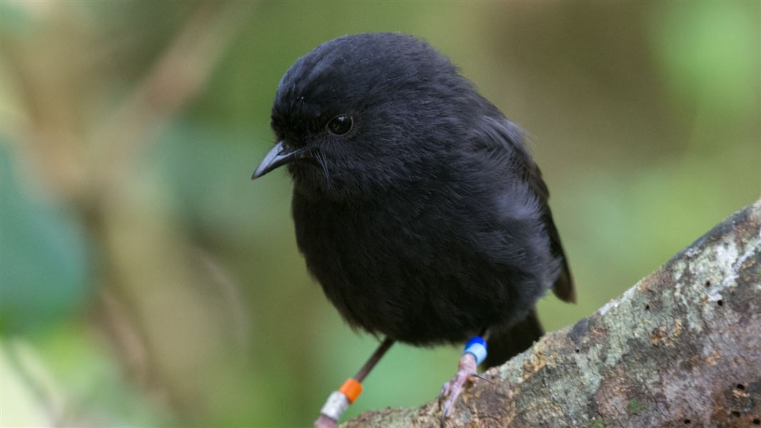 Chatham Islands’ black robin