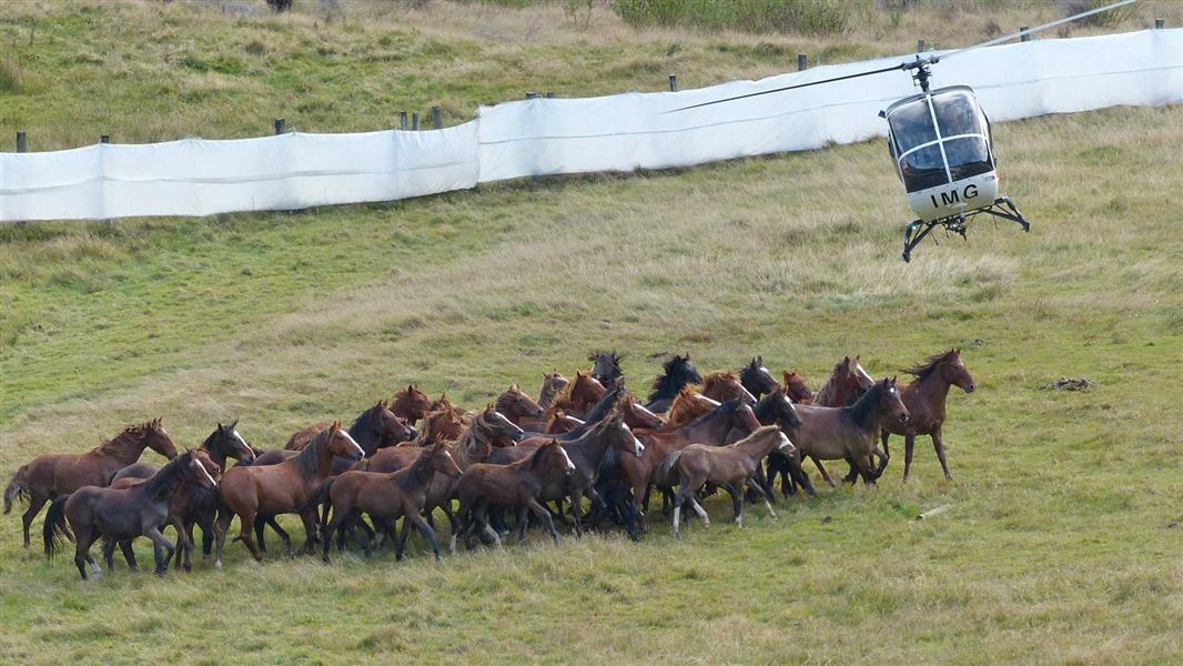 The largest group of the muster - 35 horses brought into the yards by expert helicopter muster pilots. 