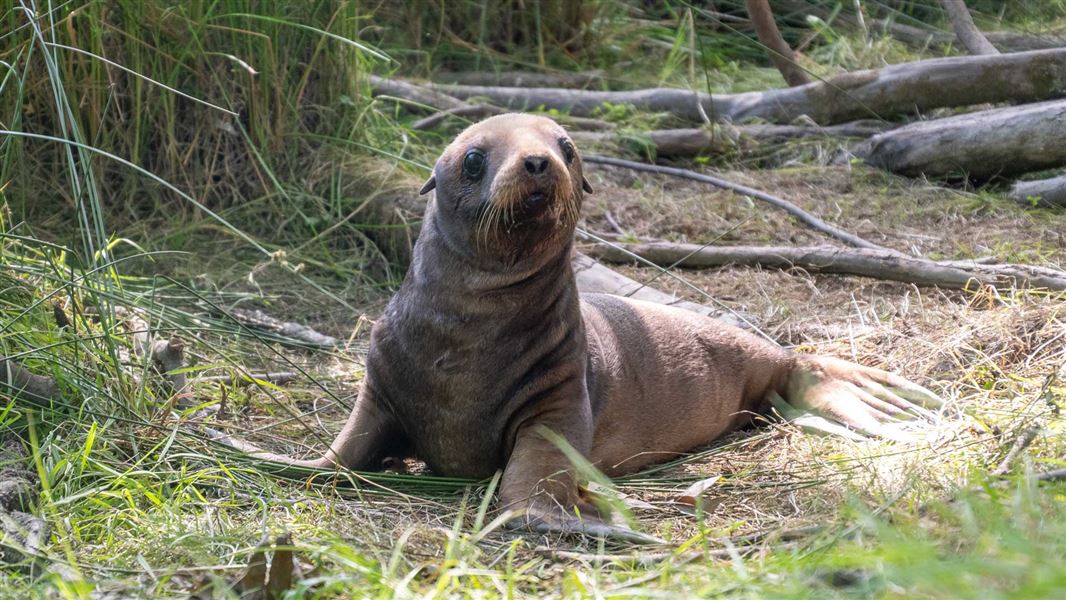 Sea lion pup.