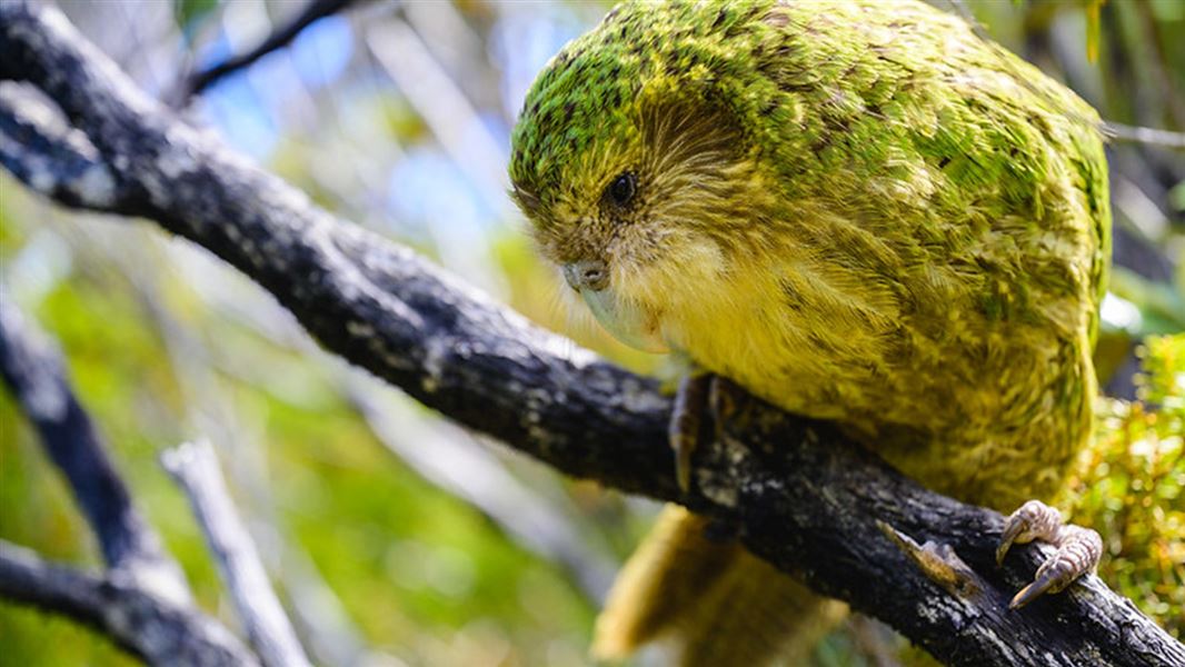 Bunker the kākāpō, one of the four birds making their way to Sanctuary Mountain Maungatautari from Whenua Hou.