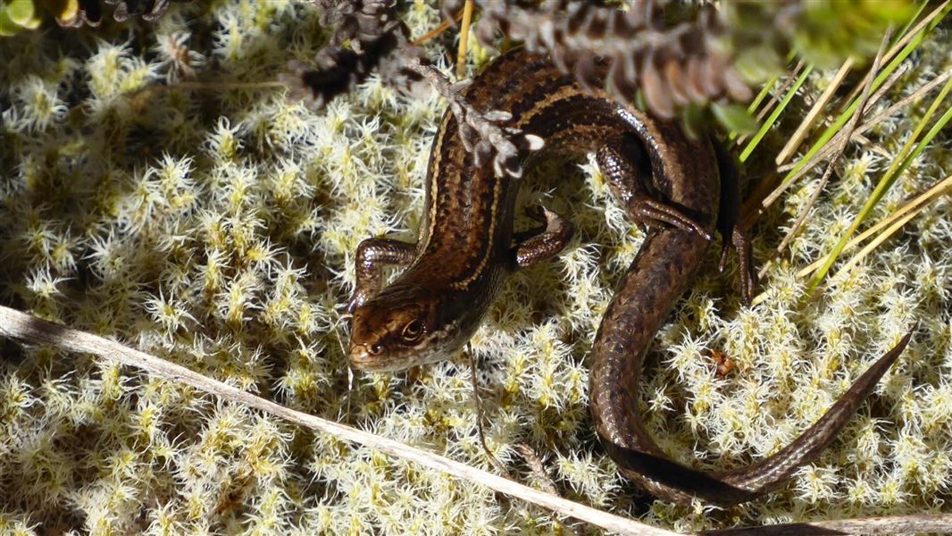 Burgan skink, Oligosoma burganae. 