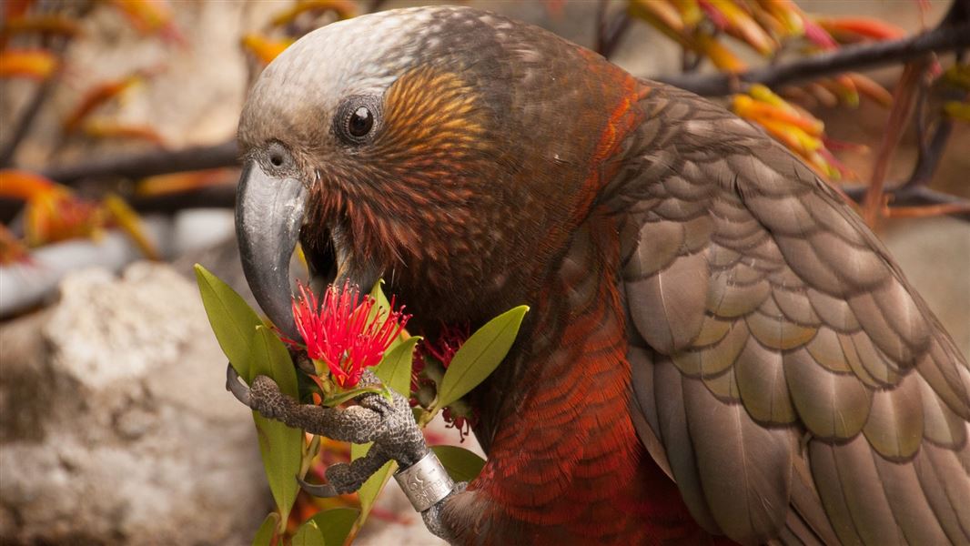 South Island kākā (nestor meridionalis)