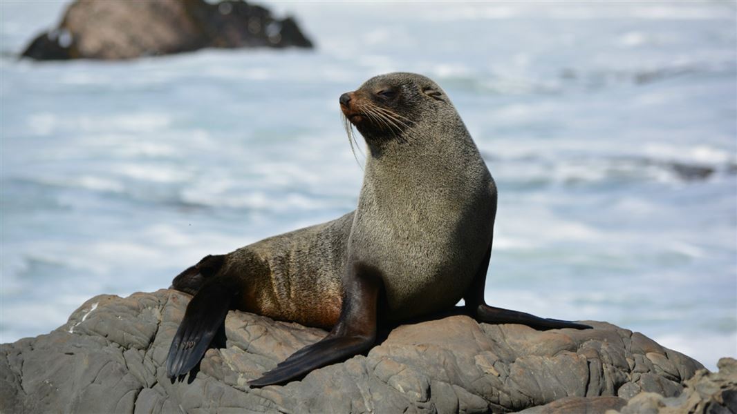 A seal on a rock before a rough sea.