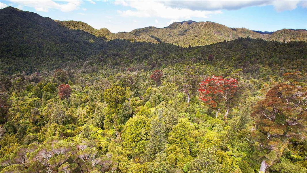 Forest canopy showing many varieties of trees. 