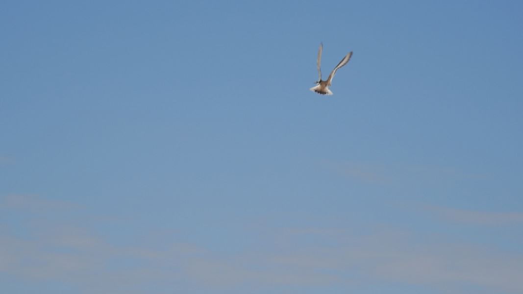 Juvenile shore plover in flight