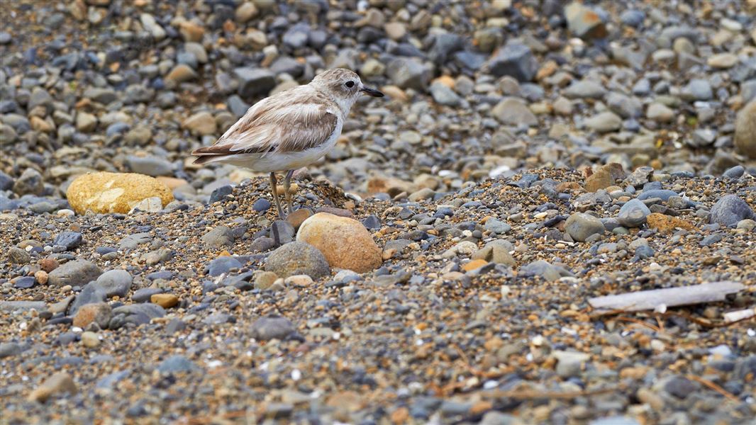 NZ dotterel on the Coromandel coast. 