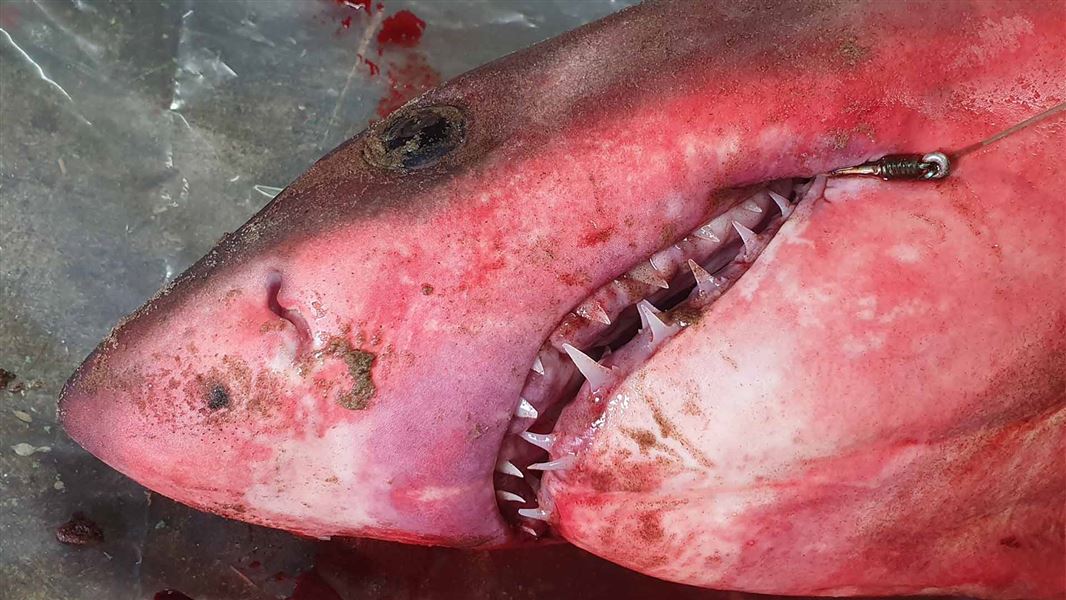 A small white shark covered in blood with a hook in its mouth.