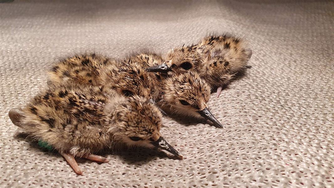 Close up of four pale yellow and black chicks.