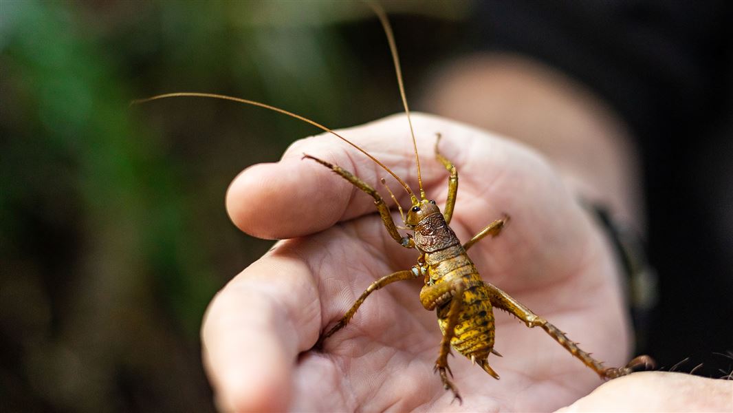 A large brown insect (a wētā) sitting in the palm of a person's hand.