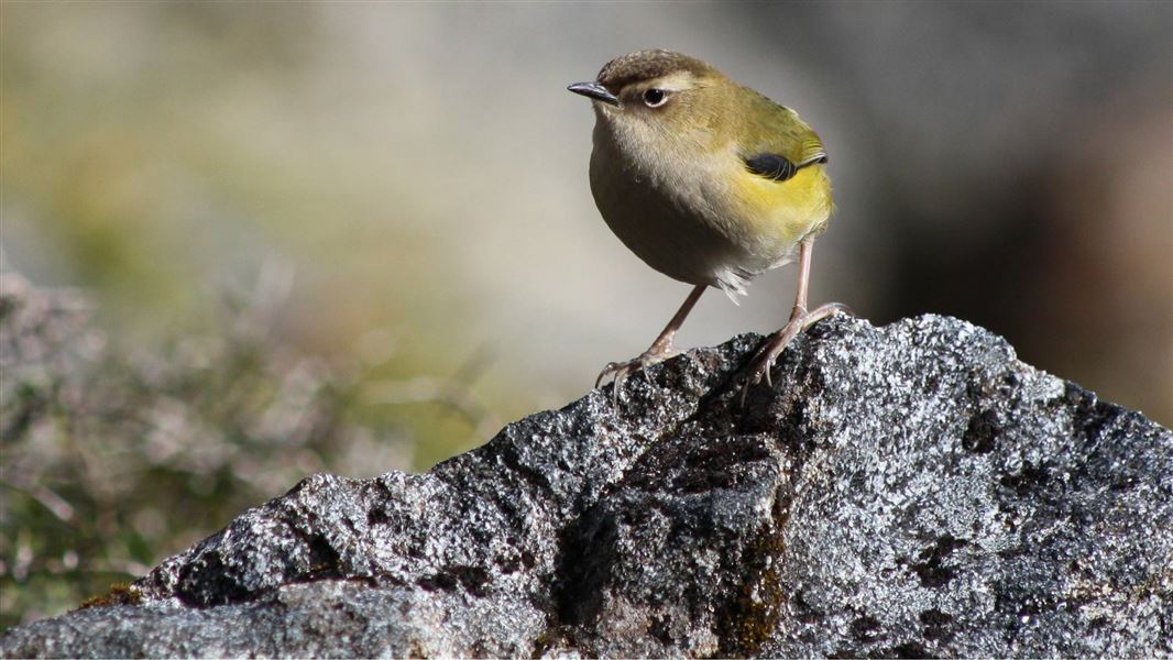 Rock wren. 