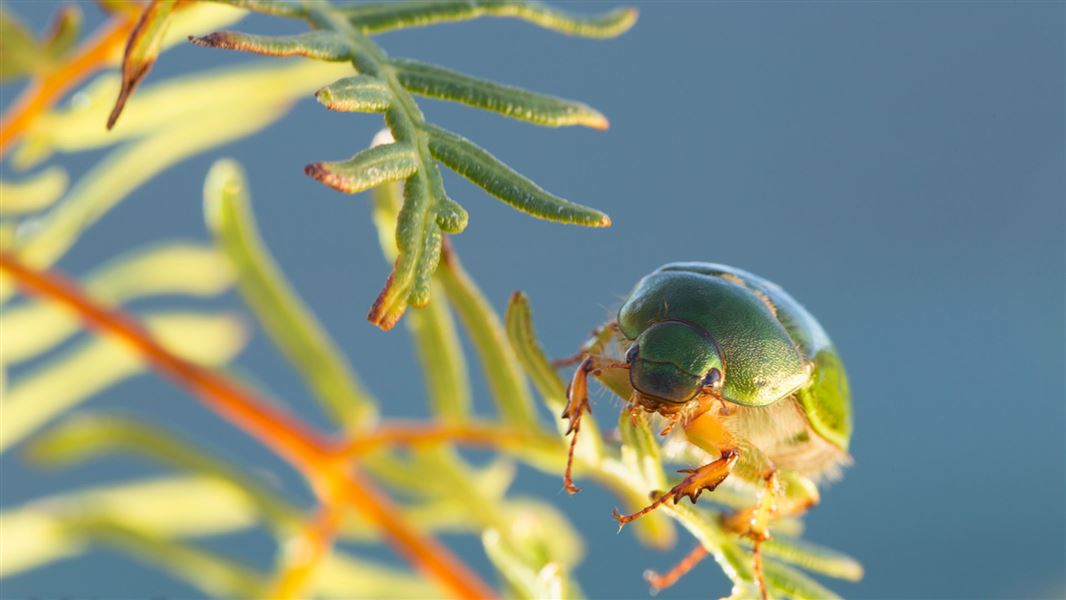 Bright green Manuka beettle climbs across a leaf on Maud Island.