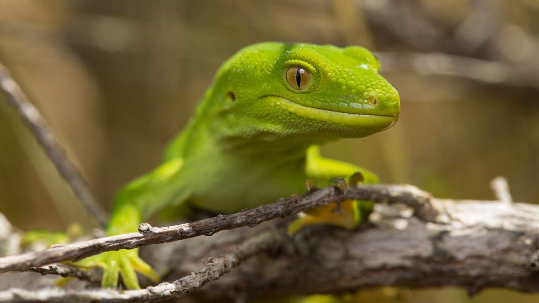 Green gecko.