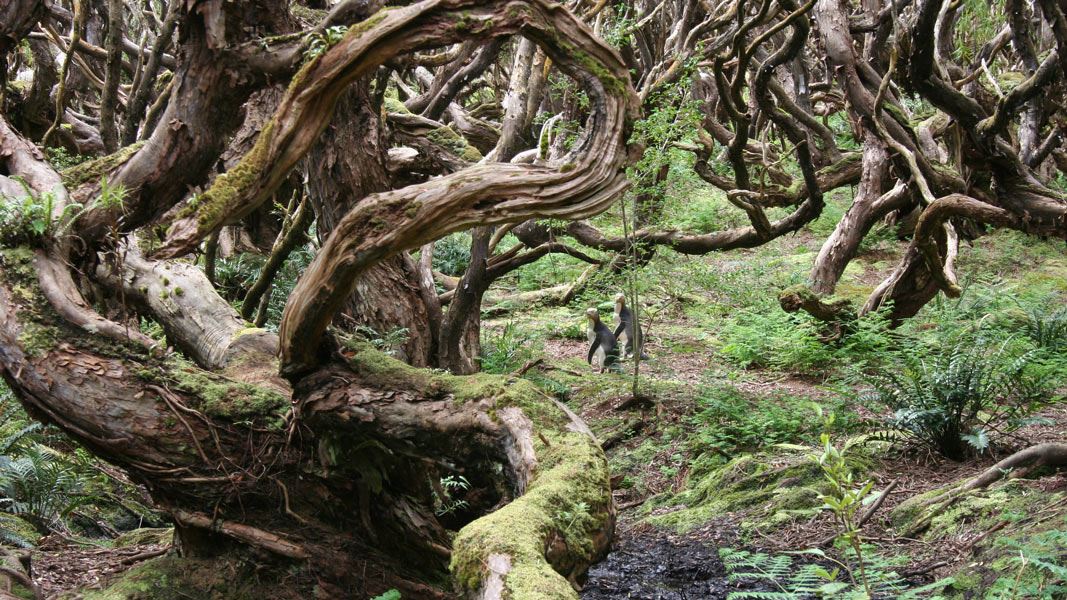 Penguins in forest. 