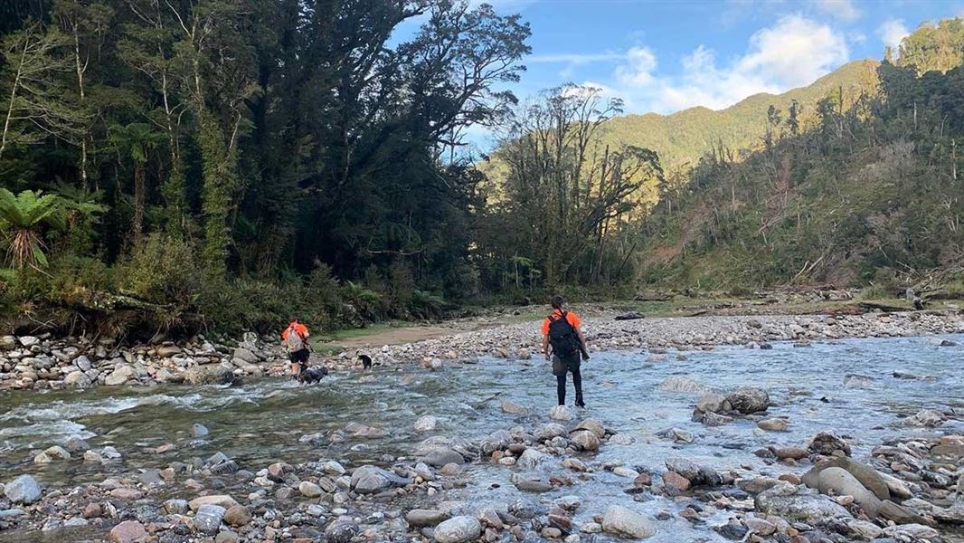 DOC goat hunters and their dogs working  in Paparoa National Park. 